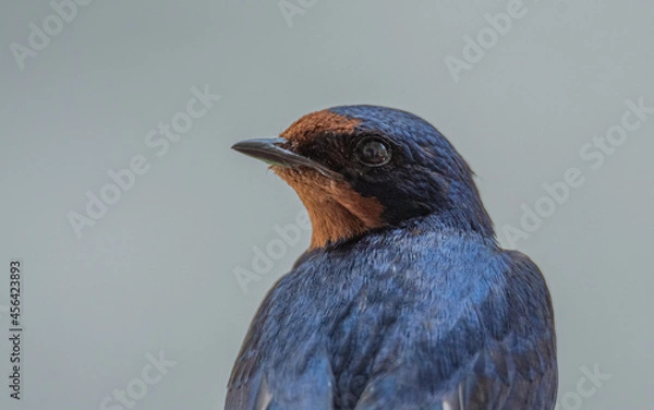 Obraz Golondrina primer plano