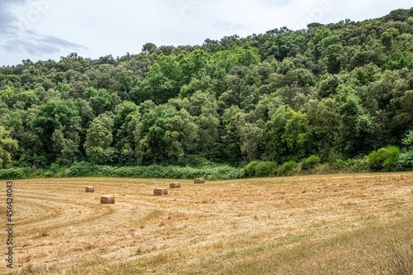 Obraz Campo con balas de paja