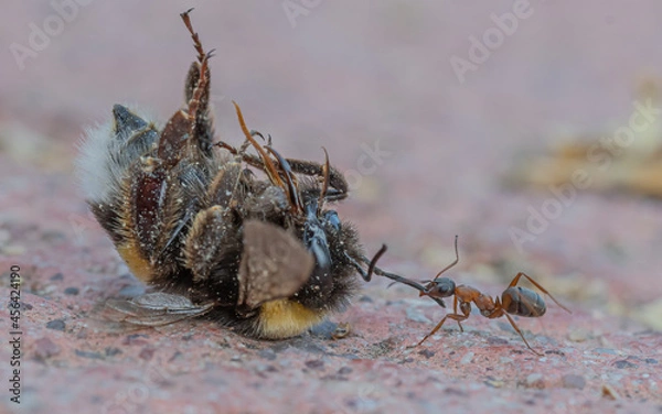 Obraz Hormiga arrastrando a su presa