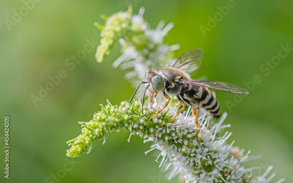 Obraz Insecto parecido a una abeja en una flor