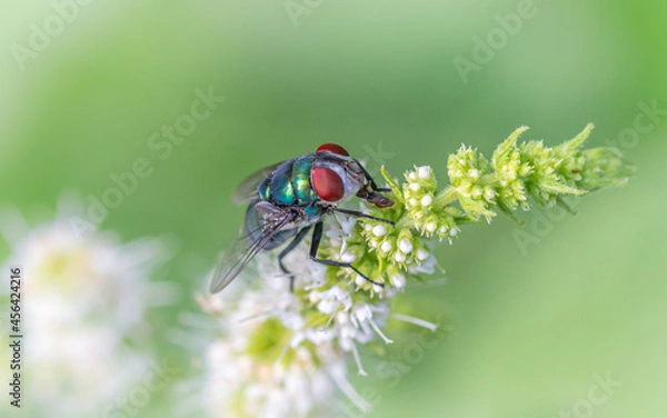 Obraz Mosca verde en una flor