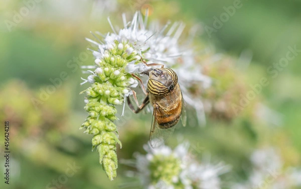 Obraz Insecto que parece una abeja