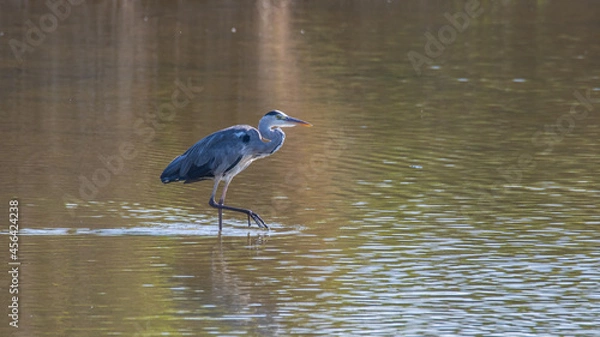 Fototapeta Garza real paseando
