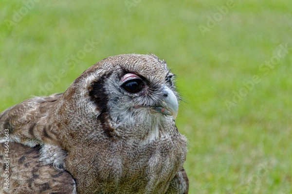 Fototapeta Milky Eagle Owl close up