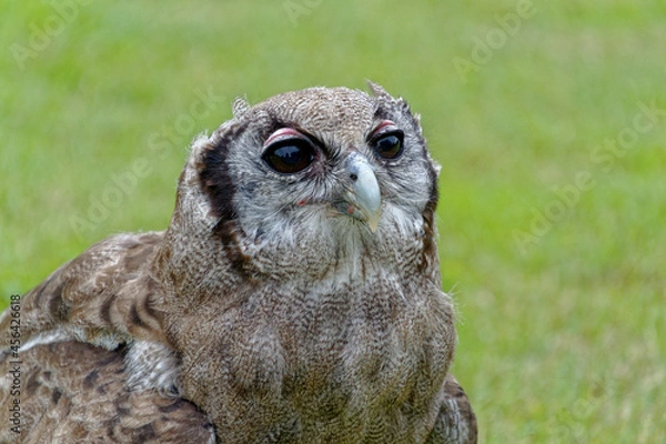 Fototapeta Milky Eagle Owl close up