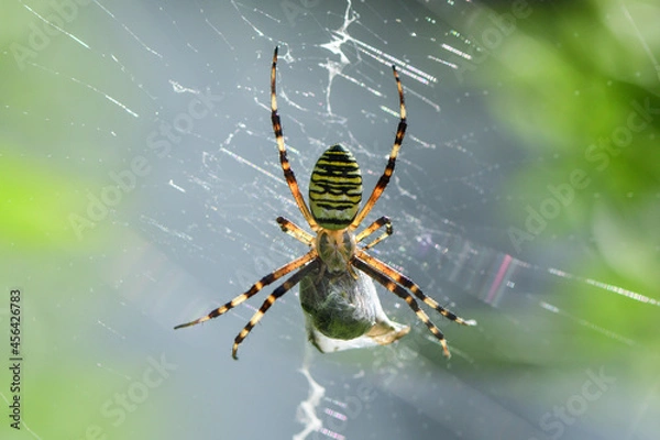 Fototapeta Makroaufnahme einer Wespenspinne
