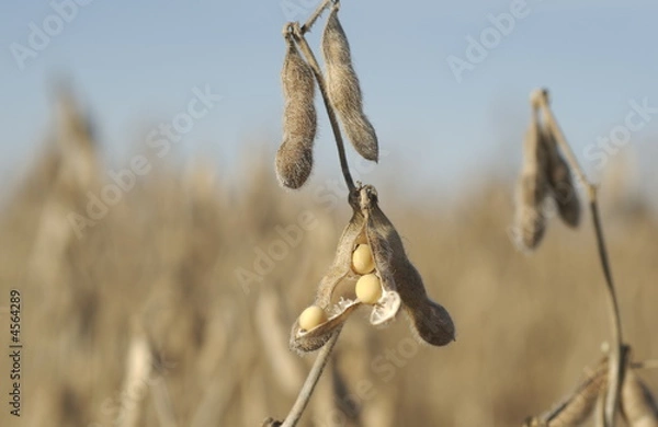 Obraz Fall Harvest: Soybeans