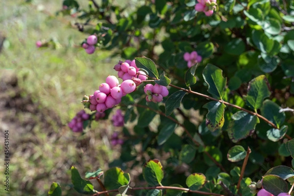 Fototapeta Pink fruits on a branch of Symphoricarpos in the garden.