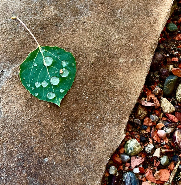 Obraz fallen aspen leaf with dew drops
