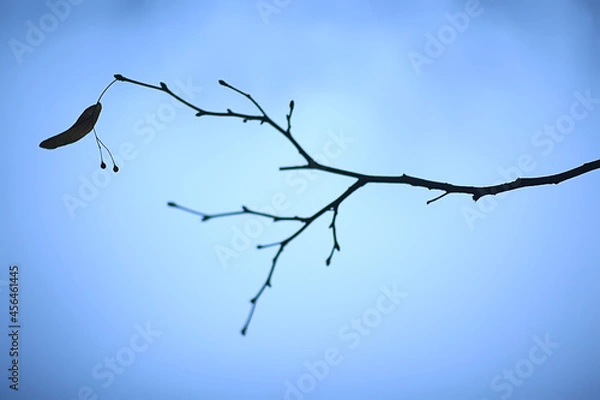 Fototapeta branches without leaves evening autumn, abstract seasonal background sadness