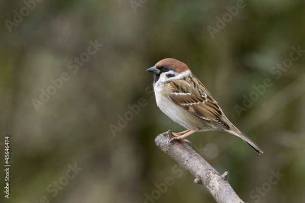 Fototapeta Tree sparrow