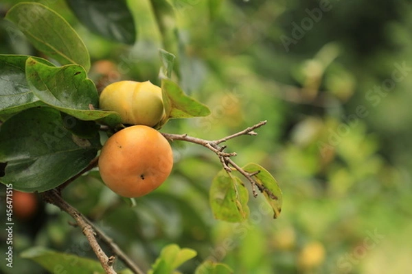 Obraz 秋に色づく柿の実