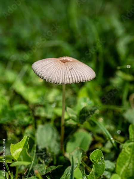 Obraz mushroom in the forest