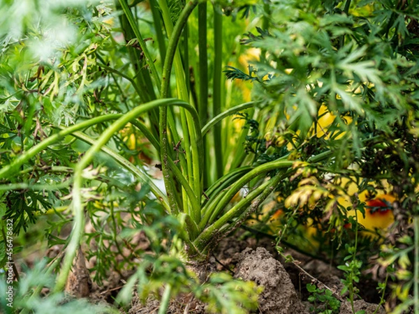 Obraz plant in the garden
