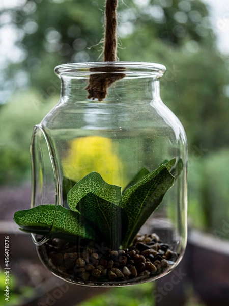 Obraz green tea in a glass jar