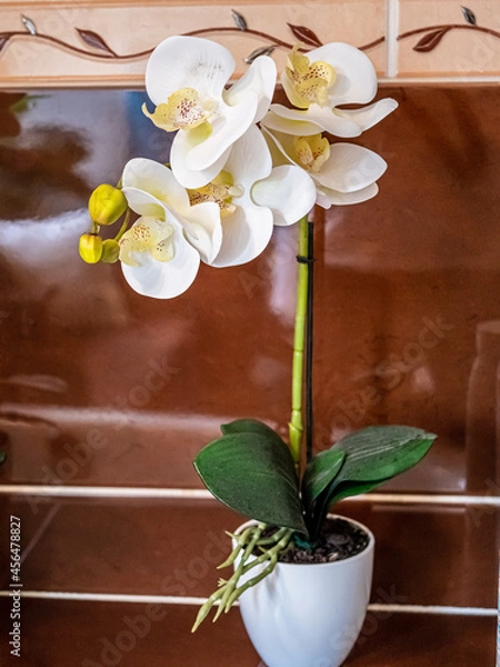 Obraz orchid flower in pot