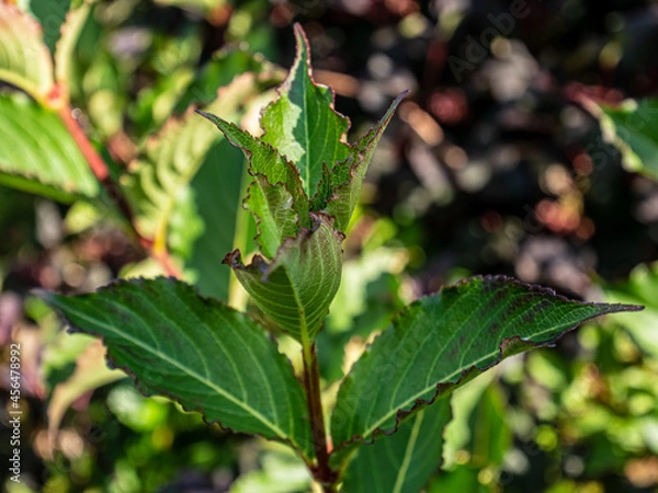 Obraz branch of a tree with berries