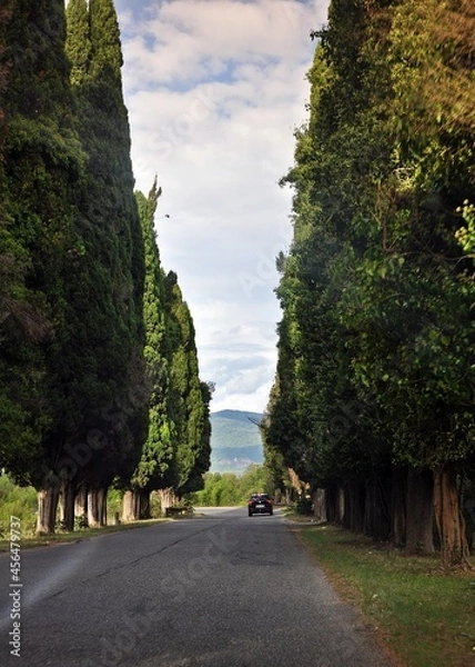 Fototapeta road in the forest