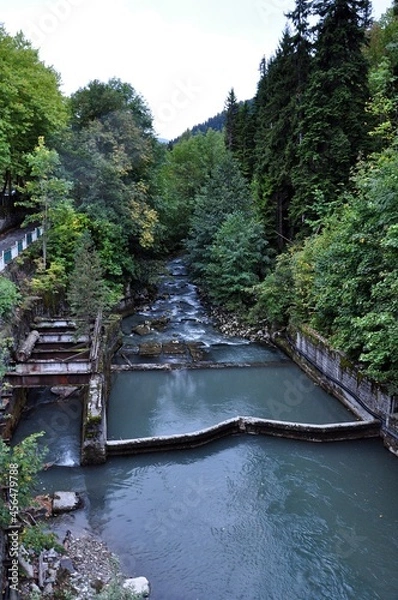 Obraz river in the forest
