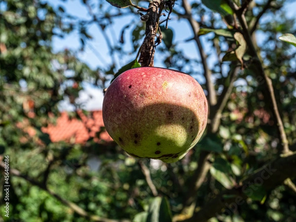 Obraz apple on tree