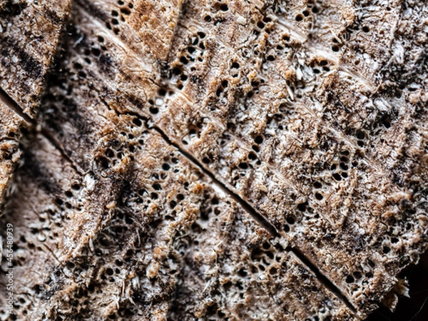 Obraz bark texture