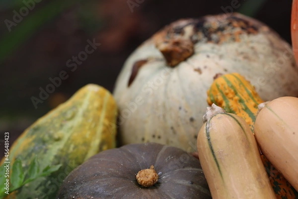 Obraz ハロウィンで飾るカボチャ。