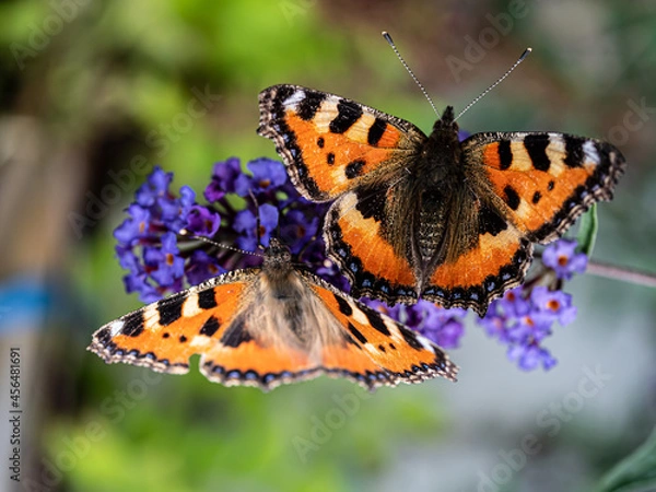 Obraz butterfly on a flower