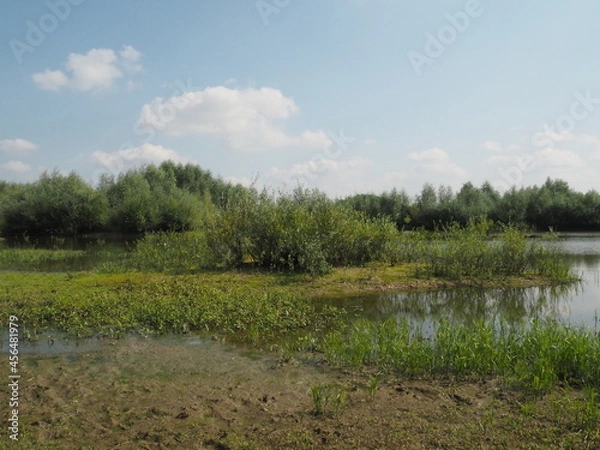 Obraz lake in the forest