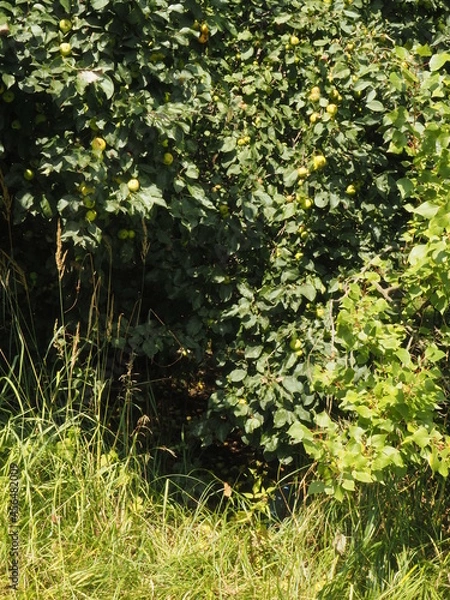 Obraz leaves in the garden