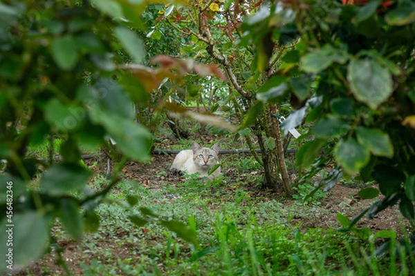 Obraz 野良猫 隠れる かわいい