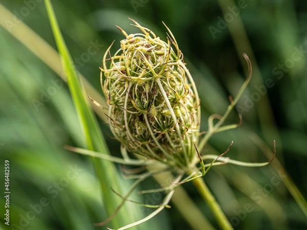 Obraz close up of a grass