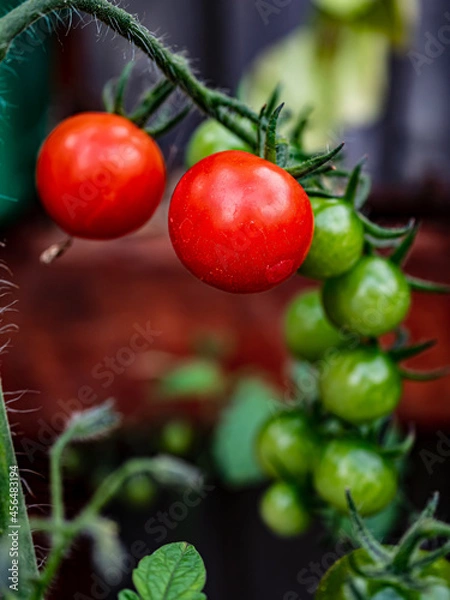 Obraz tomatoes on vine