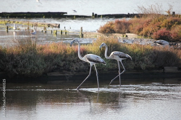 Fototapeta Porto Vecchio salines 10 flamants roses