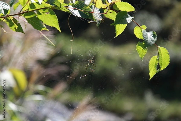 Obraz 蜘蛛と蜘蛛の巣