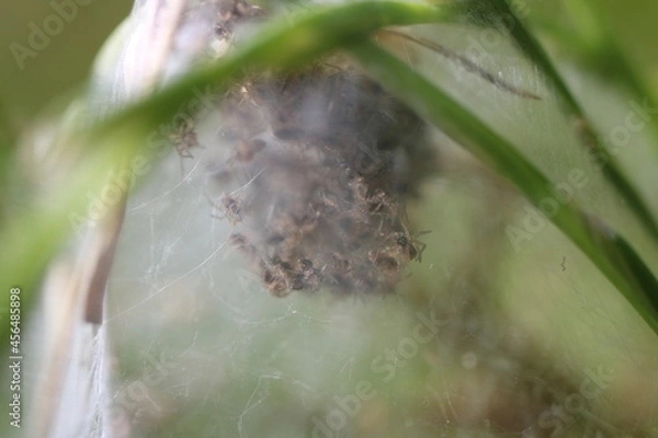Fototapeta Nest einer Winkelspinne