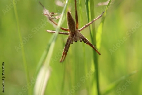 Fototapeta Winkelspinne