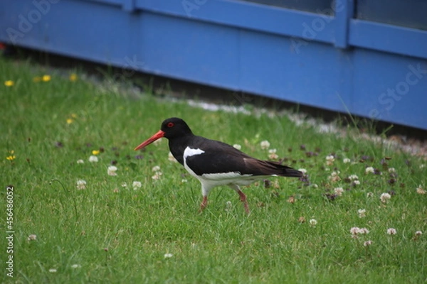 Fototapeta Austernfischer