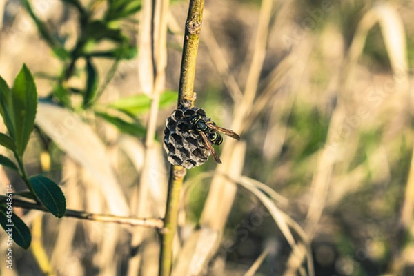 Obraz A small hornet's nest on a branch. Close-up.