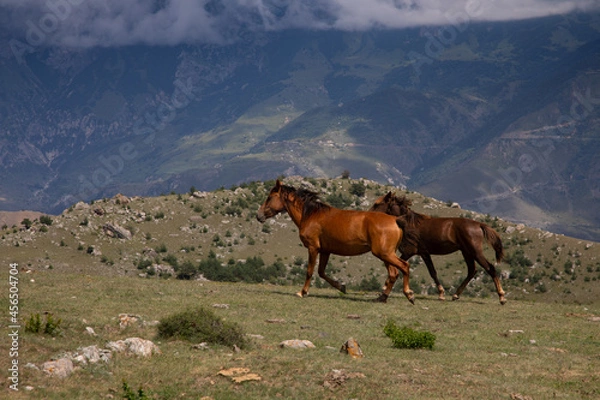 Obraz Natural freedom