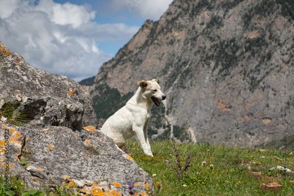 Obraz Waiting for a friend