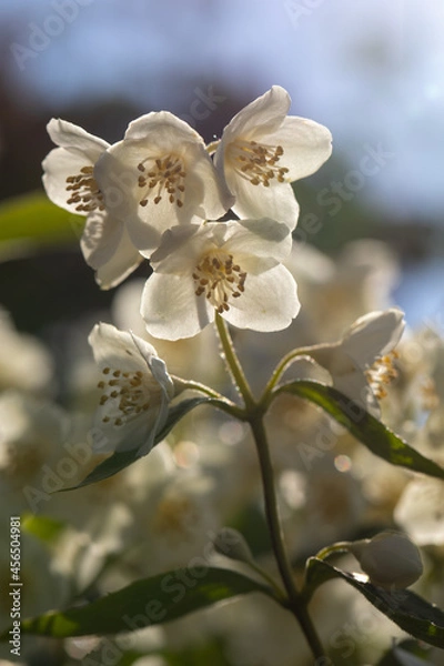 Obraz burning flower