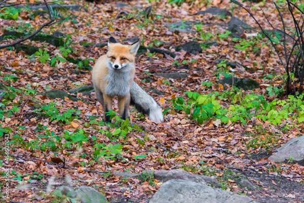Obraz red fox in the wild