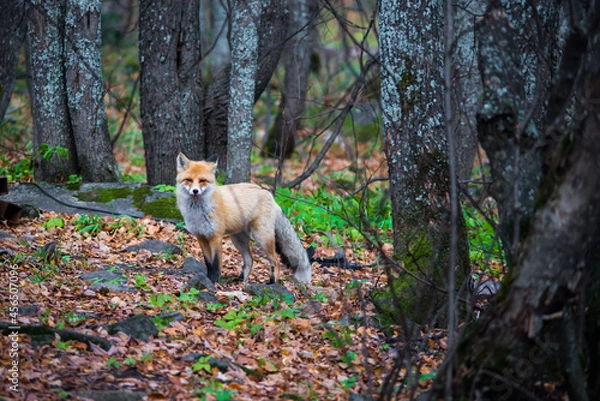 Obraz red fox in the forest