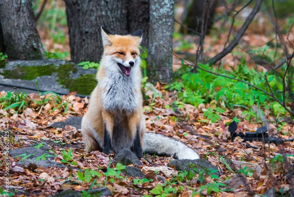 Obraz red fox vulpes
