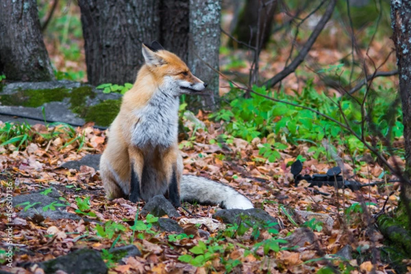 Obraz red fox in the wild