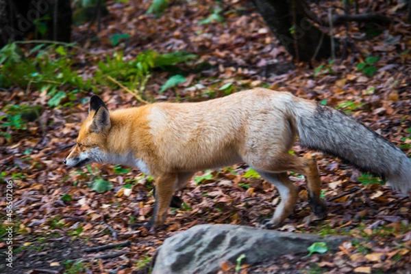 Obraz red fox in the wild