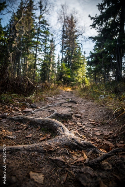 Obraz forest in autumn