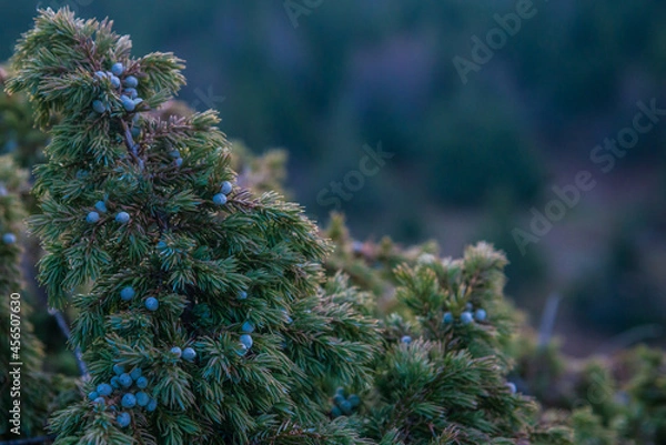 Obraz branches of a pine