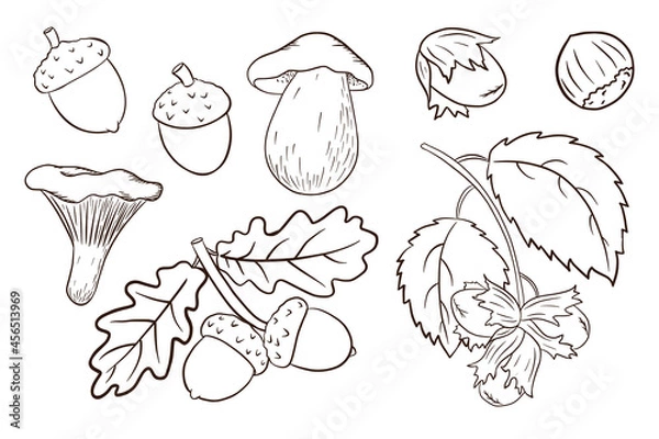 Fototapeta Hand Drawn Harvest Elements Set. Oak leaves, acorns, hazelnut, mushrooms. Forest decorative collection for print, sticker, invitation and greeting cards design and decoration. Premium Vector