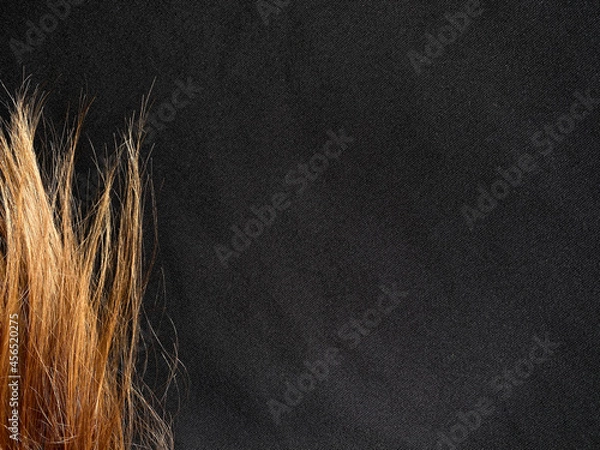 Fototapeta Red hair on a dark blue background. Copyspace. Hair requires care. Ends of the hair are not well groomed